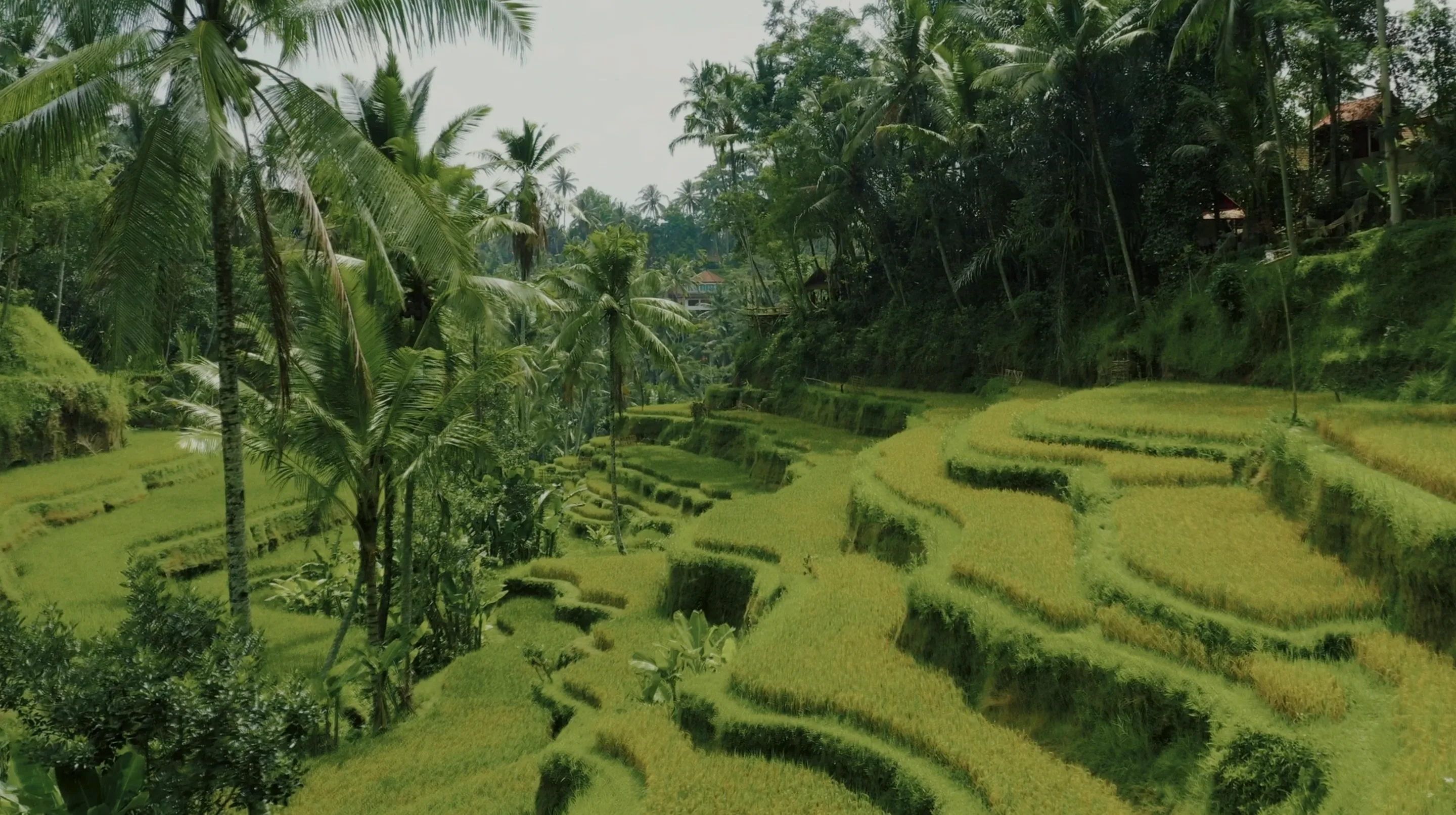Terraced rice fields under palms