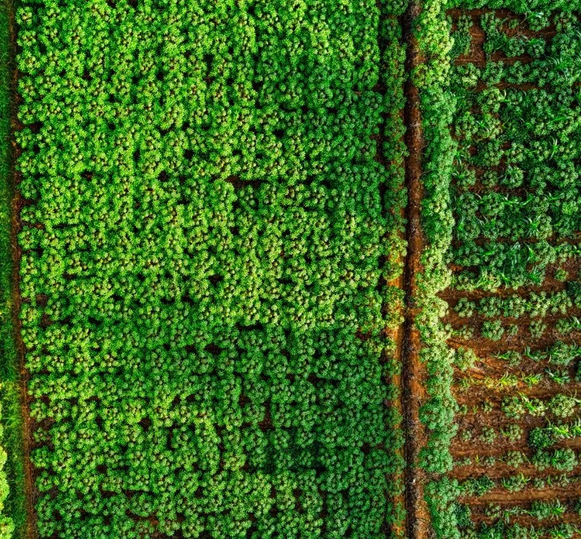 Rows of a crop seen from above, green beside bare soil