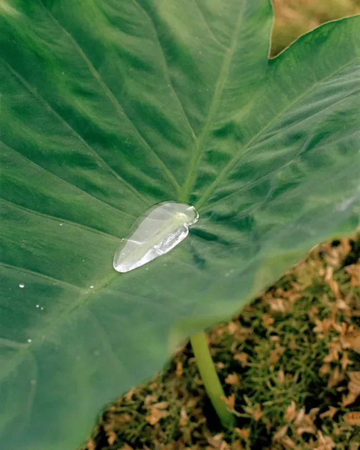 A water droplet on a broad green leaf